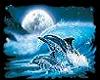 moonlight dolphins
