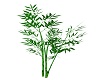 *Ney* Bamboo Plant 2