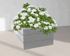 White Wed Flower Box