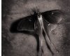 The Moth