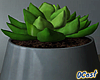 Sacculent Pot .3