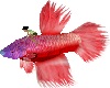 Skys Red Betta Fish