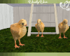 Baby Chicks