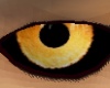 eyez~yellow owl