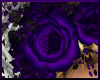 Purple Roses Iridescence