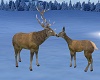 Kissing Deer