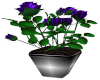 purple plant pot