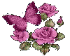 Butterfly Roses