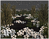 Dark Night Flowers