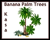 Banana Palm Trees