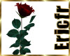 [Efr] Rose Red unique