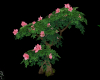 A Hibiscus Tree