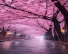Cherry blossom lane BG