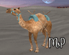 Camel Dreamy