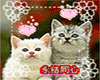 Duo Cat
