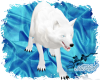 Blue Eyed White Wolf