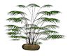 SB Climax Palm Planter