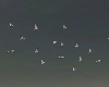 FLIGHT OF BIRDS