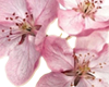 flowers blossom