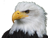Bald Eagle sticker