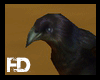 [FD] The Crow FV