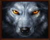6v3| 🐺