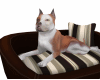 cachorro