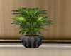Black Suede Plant