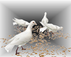 Pigeons Animated Feeding