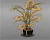 [B]Golden tree plant