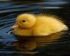 Duck~on~Pond Tee~ Female