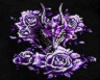 Purple Rose Dragon BD