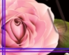 [RCD] Pink Rose