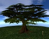 ~HD Big Tree