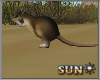 !SR!  Desert  Rat