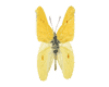 Butterfly yellow1