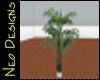 Potted palm tree