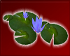 Rh Purple water lily