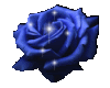 black and blue rose thro
