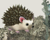 T- Hedgehog