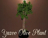 Yazoo Olive Plant