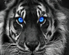 Blue Eyes Tiger Art
