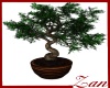 asian bonsai tree