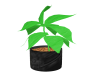 [SNS] Plant