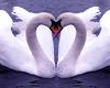 Swans heart