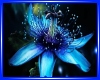 Blue Passion wall pic