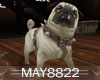 May*Pug Dog Pet