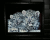 Cub Snow Leopards