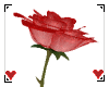 (IZ) Single Red Rose