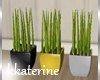 [kk] Bedroom Pot Plant